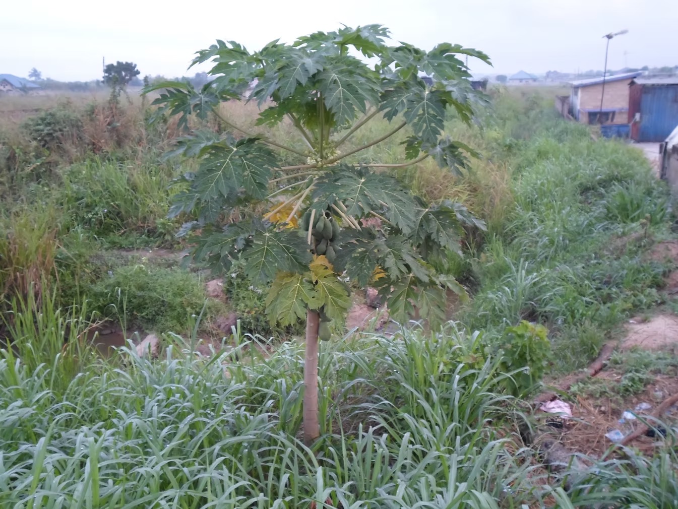 GHANA