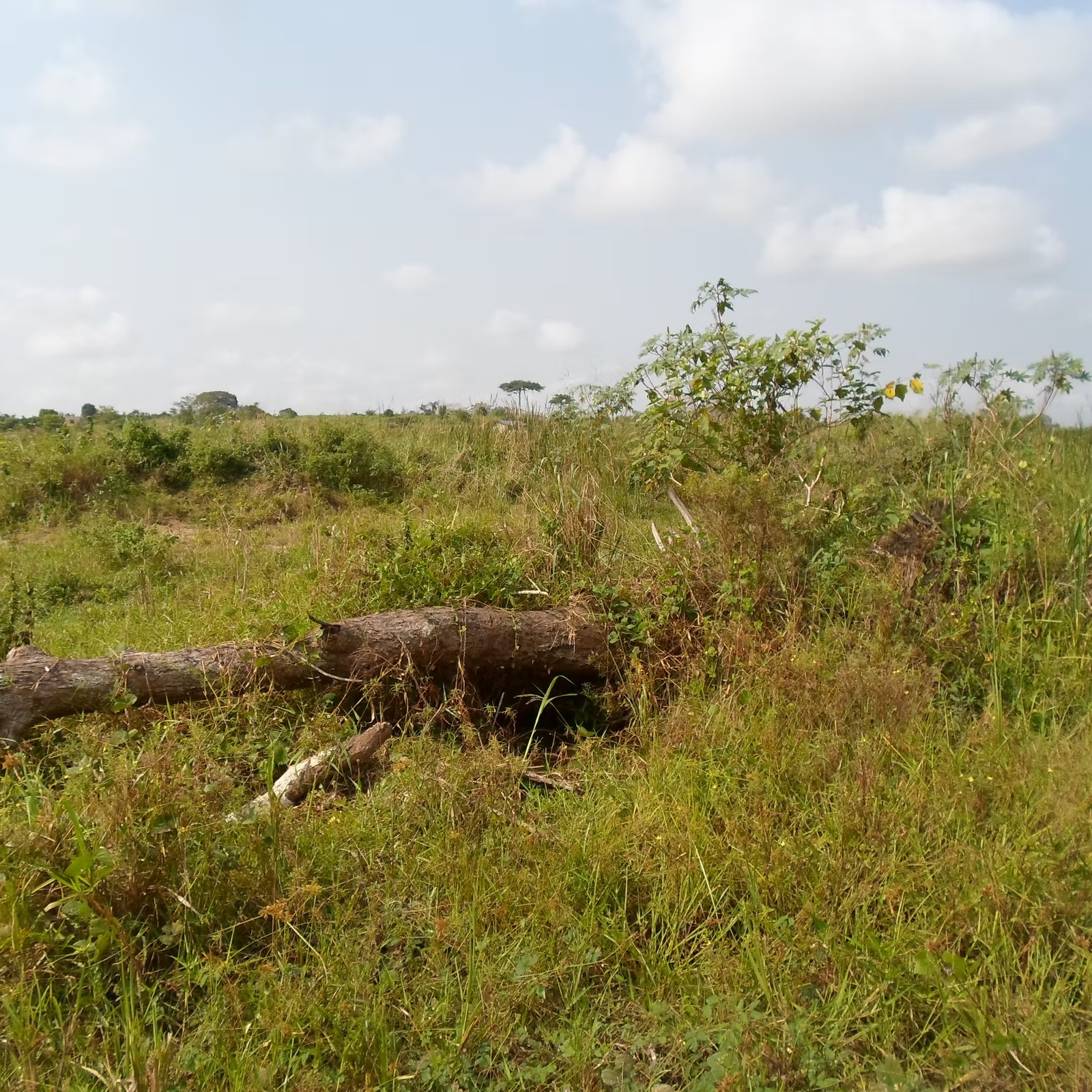 KASOA
